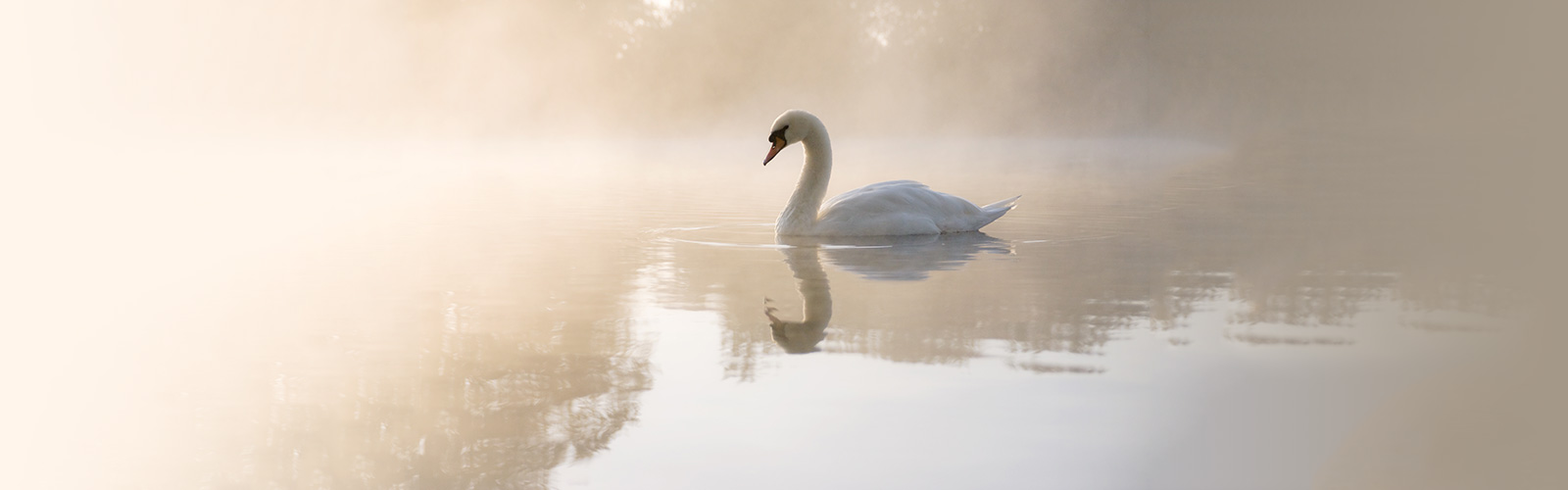 Swan Accountancy Solutions - Accountants for Surrey and Middlesex